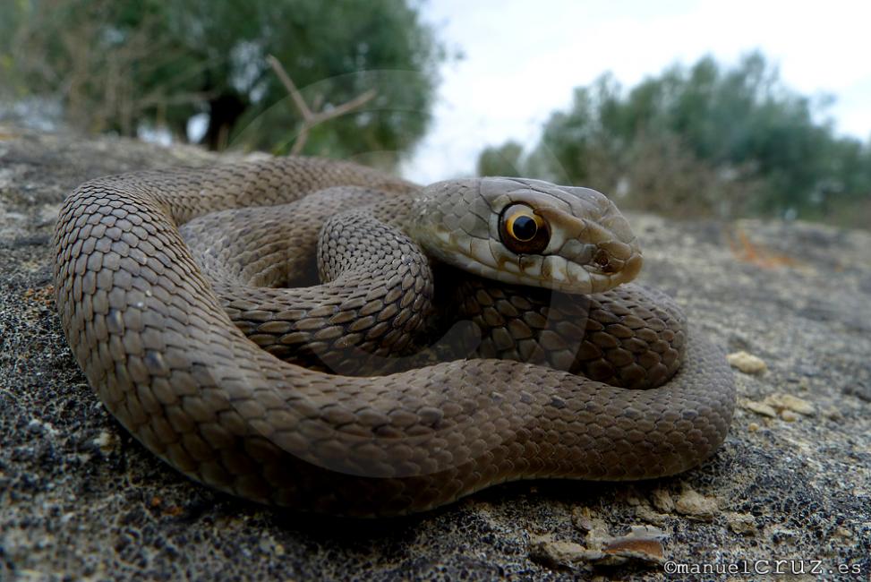 Culebra bastarda (Malpolon monspessulanus)